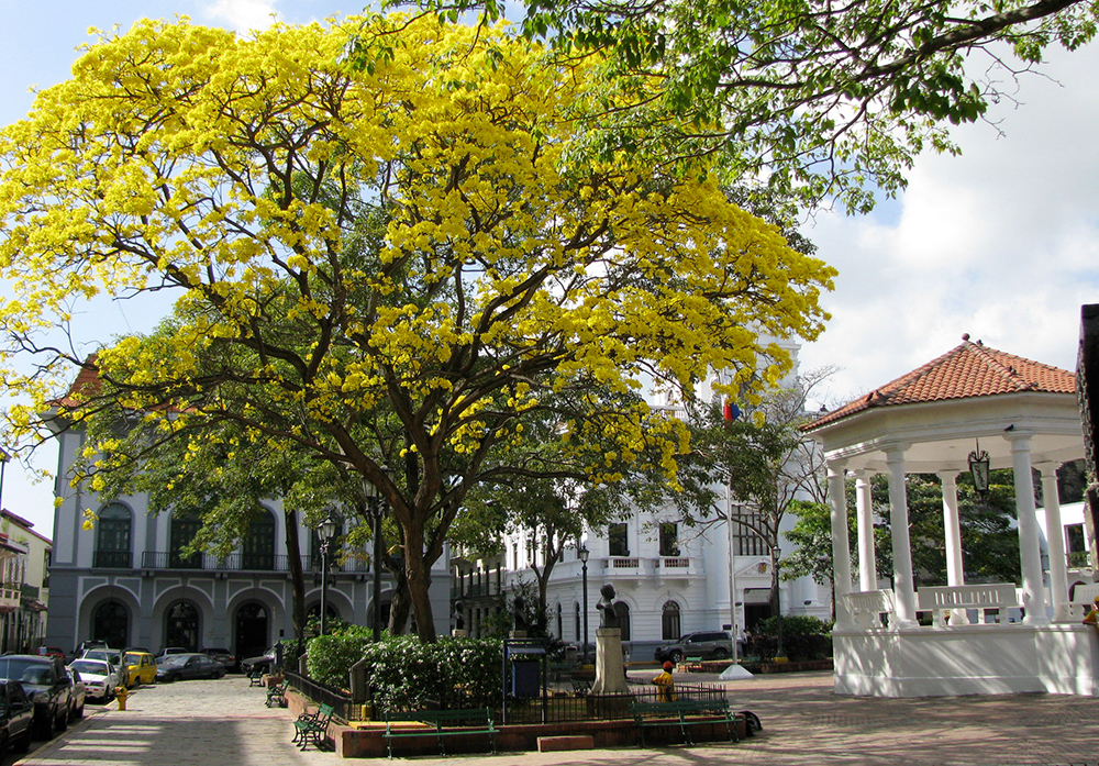 Blühender gelber Baum auf einer Plaza im Casco Viejo von Panama City