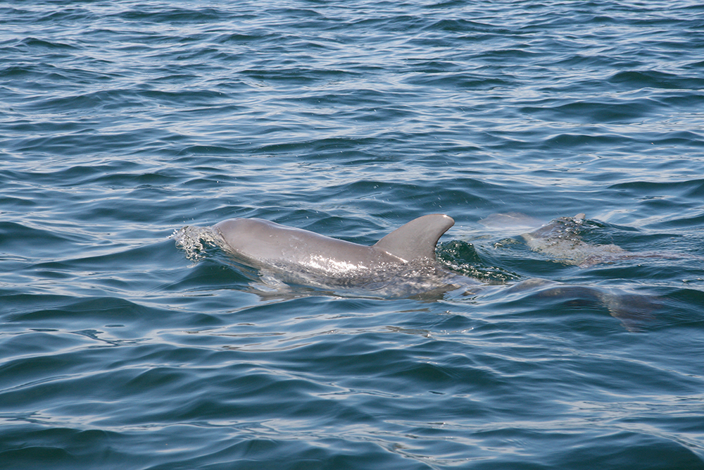 Delfine an der Wasseroberfläche vor Bocas del Toro