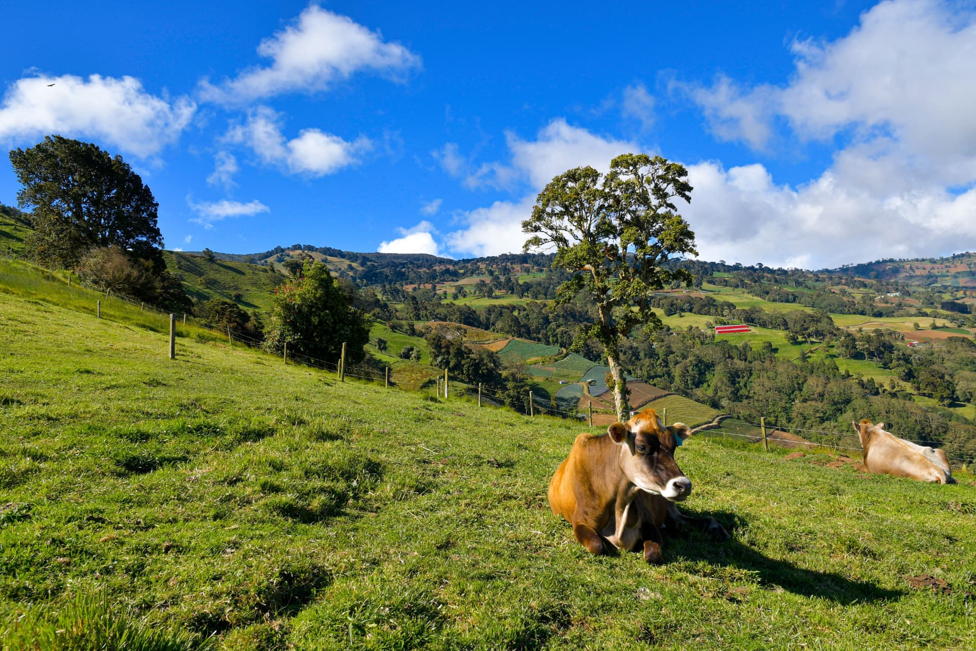 Grünes Hochland von Costa Rica mit weidenden Kühen